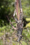 Florida paspalum